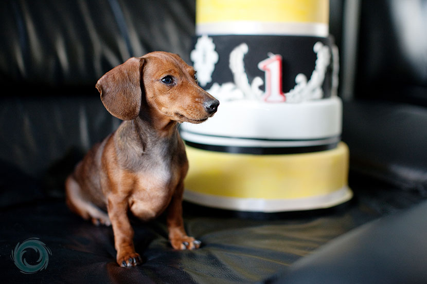 greata-our-1-year-old-dachshund-weiner-dog