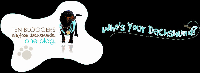 whos-your-dachshund1 whos-your-dachshund1