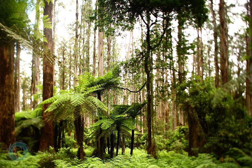 charlotte_02-ned-kelly-country charlotte_02-ned-kelly-country