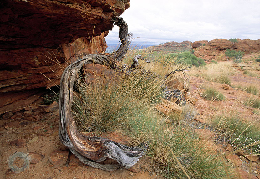 kings_canyon_wood1 kings_canyon_wood1