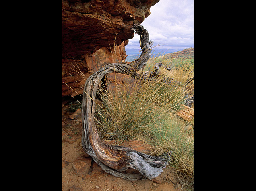 kings_canyon_wood2