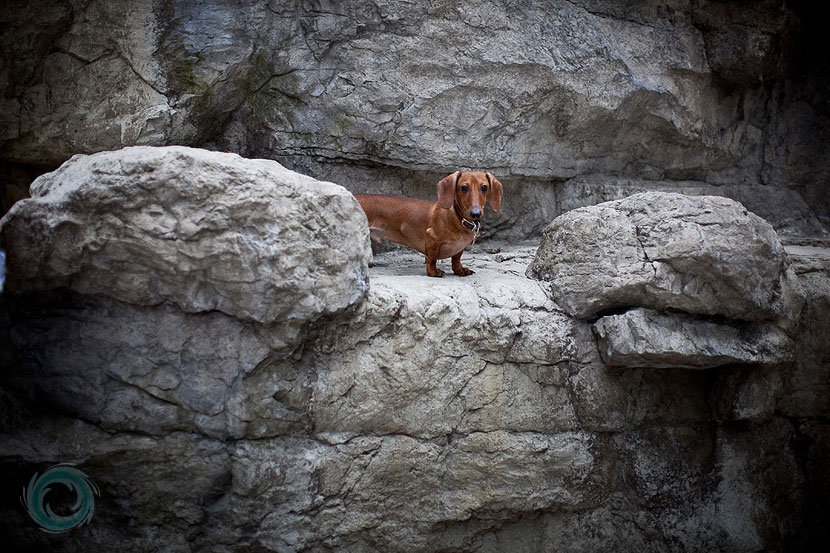 probably the cutest weiner dog in the world apart from ours