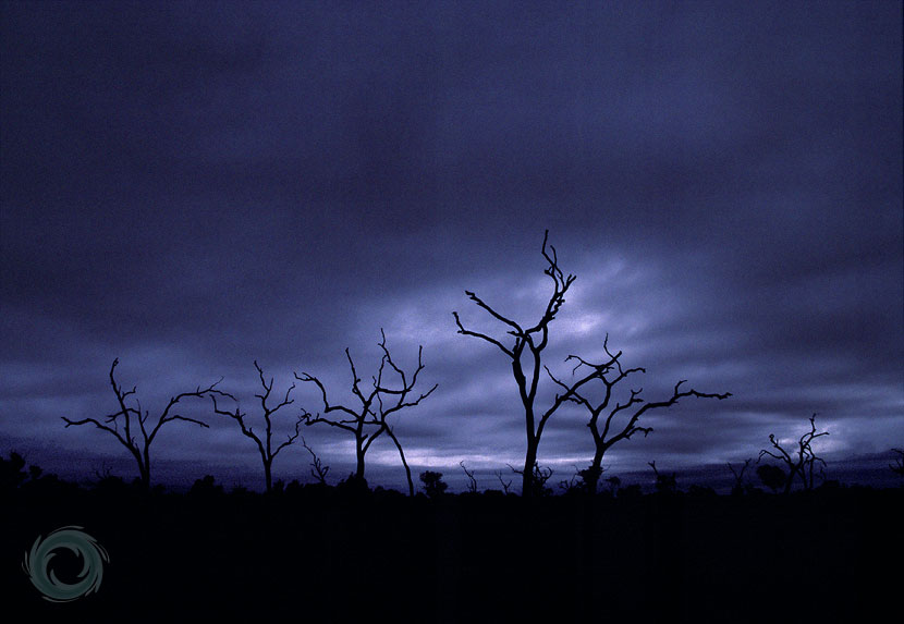 trees_uluru