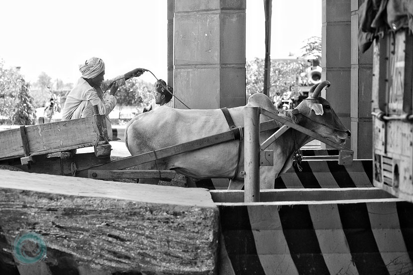 05india-bullock driver goes through tollbooth 05india-bullock driver goes through tollbooth