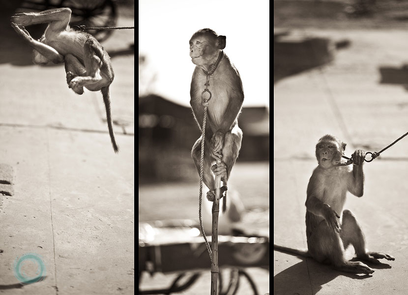 10india-pet monkey does tricks--just crazy 10india-pet monkey does tricks--just crazy