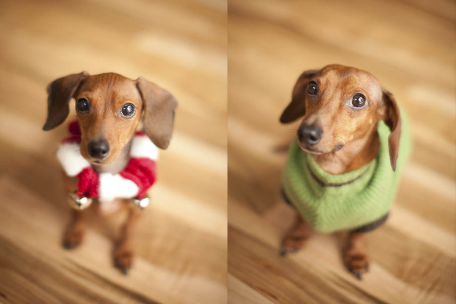 weiner-dog-christmas-2