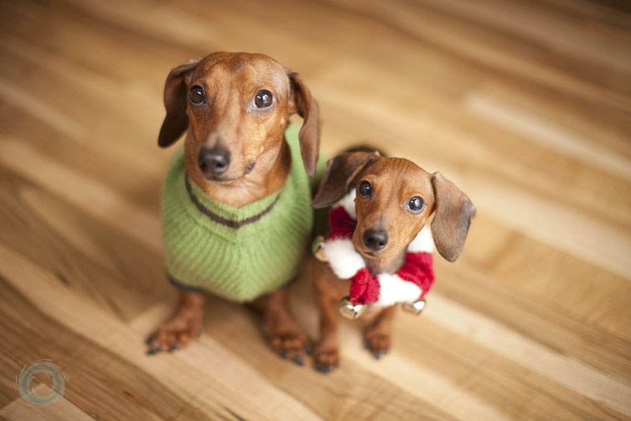 weiner-dog-christmas-3